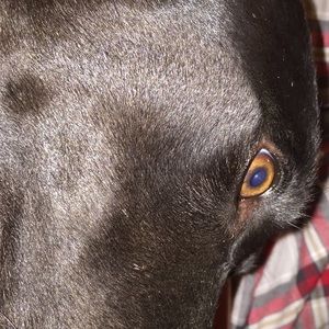 Meet your Posher, Joseph